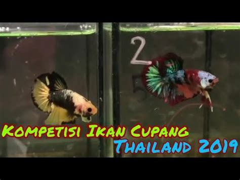 how to order betta fish from thailand|INTERFISH THAILAND.